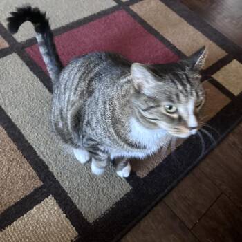 Charlie -  Domestic Short Hair Cat for Adoption in Huntsville, Alabama - Charlie | PetCurious