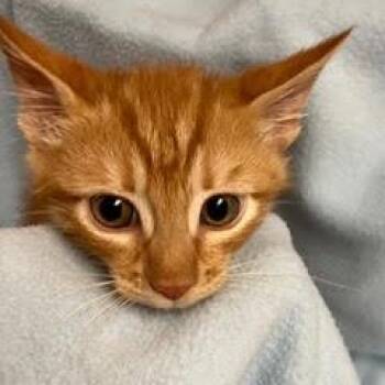 Gold Dust -  Tabby Cat for Adoption in Green Valley, Arizona - Gold Dust | PetCurious