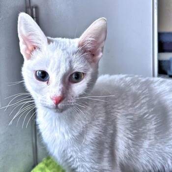 Siamese Cats Available for Adoption - Millie | PetCurious