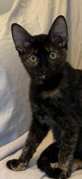 Pebbles -  Tortoiseshell and Domestic Short Hair Cat for Adoption in Raleigh, North Carolina - Pebbles | PetCurious