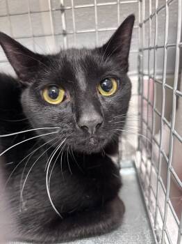 Rescue Domestic Short Hair Cats for Adoption in Las Vegas, Nevada - TANJIRO | PetCurious