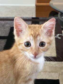 PEACHY -  Domestic Short Hair Cat for Adoption in Ocala, Florida - PEACHY | PetCurious