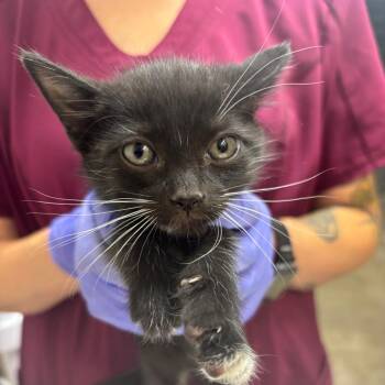 Sprite -  Domestic Short Hair Cat for Adoption in Clanton, Alabama - Sprite | PetCurious
