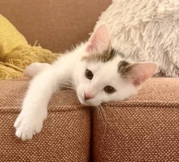 Domestic Short Hair Cats Available for Adoption in Burbank, California - DOBBY | PetCurious