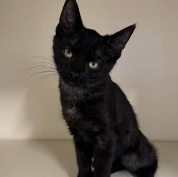 Bunny -  Domestic Short Hair Cat for Adoption in Manistee, Michigan - Bunny | PetCurious