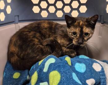 Dottie -  Domestic Short Hair Cat for Adoption in Christiansburg, Virginia - Dottie | PetCurious