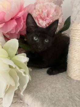 Rescue Domestic Short Hair Cats for Adoption in Randolph, Massachusetts - Velvet | PetCurious