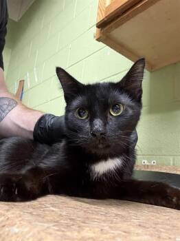 Domestic Short Hair Cats Available for Adoption - KANE | PetCurious