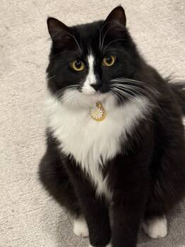 Domestic Long Hair Cats Available for Adoption in Walnut Creek, California - Millie | PetCurious