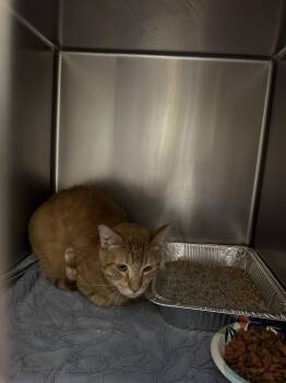 Domestic Short Hair Cats Available for Adoption - Michael B Jordan | PetCurious