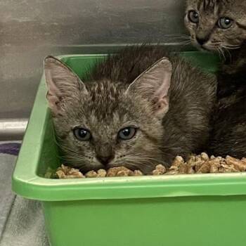 Scibber -  Domestic Short Hair Cat for Adoption in Port Charlotte, Florida - Scibber | PetCurious