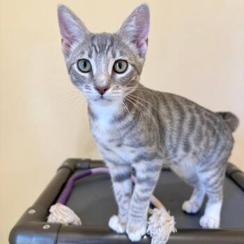 Daisy -  Domestic Short Hair Cat for Adoption in Agoura Hills, California - Daisy | PetCurious