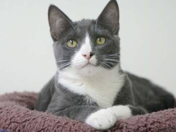 Forest -  Tuxedo and Domestic Short Hair Cat for Adoption in Republic, Washington - Forest | PetCurious