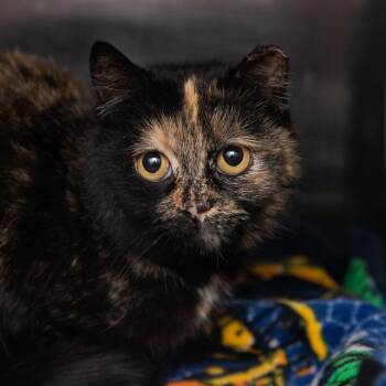 Armani -  Domestic Short Hair Cat for Adoption in Salt Lake City, Utah - Armani | PetCurious