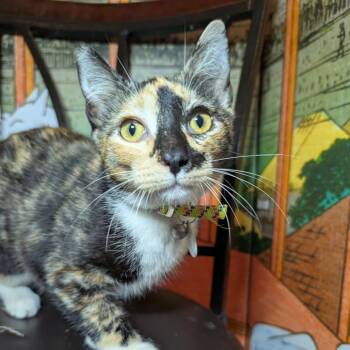 Rescue Domestic Short Hair Cats for Adoption in Long Beach, California - Anna | PetCurious