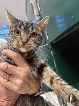 Rescue Domestic Short Hair Cats for Adoption in El Paso, Texas - Yolanda | PetCurious