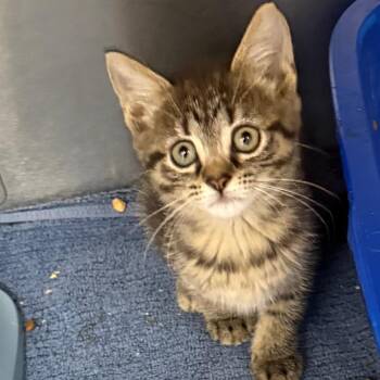 Lock -  Domestic Short Hair Cat for Adoption in Lake Panasoffkee, Florida - Lock | PetCurious