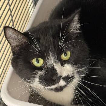 Oreo -  Domestic Short Hair Cat for Adoption in Winchendon, Massachusetts - Oreo | PetCurious