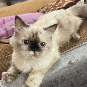 Darlyn -  Ragdoll Cat for Adoption in Brampton, Ontario - Darlyn | PetCurious