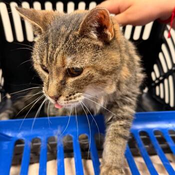 Bindy -  Domestic Long Hair Cat for Adoption in Reno, Nevada - Bindy | PetCurious