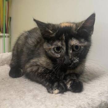 Dakota -  Domestic Medium Hair Cat for Adoption in Kansas City, Missouri - Dakota | PetCurious