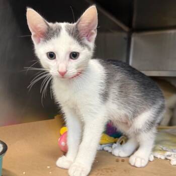 Jujubee -  Domestic Short Hair Cat for Adoption in Chicago, Illinois - Jujubee | PetCurious