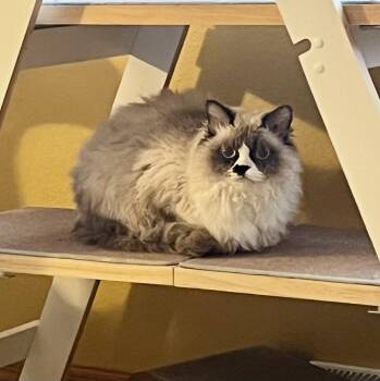 Selkirk Rex Cats Available for Adoption - FLURRY & EMBER | PetCurious