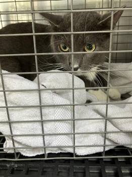 NOAH -  Domestic Short Hair Cat for Adoption in Dallas, Texas - NOAH | PetCurious