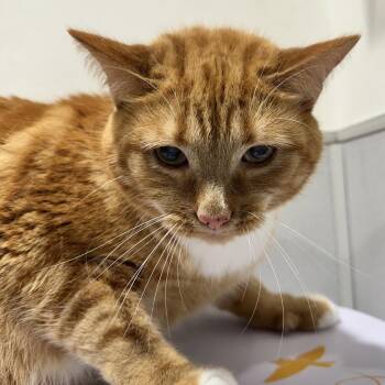 Domestic Short Hair Cats Available for Adoption in Tampa, Florida - Elliot | PetCurious