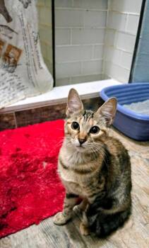 Hazel -  Domestic Short Hair Cat for Adoption in The Woodlands, Texas - Hazel | PetCurious