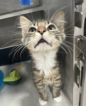 Rocky -  Domestic Short Hair Cat for Adoption in Webster City, Iowa - Rocky | PetCurious