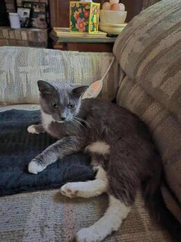 Domestic Short Hair and Russian Blue Cats Available for Adoption in Poplar Grove, Illinois - Mama Luna | PetCurious