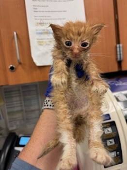 Rescue Domestic Medium Hair Cats for Adoption in Doral, Florida - DOODLE | PetCurious