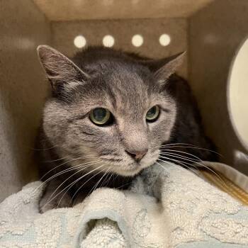 Nana -  Domestic Short Hair Cat for Adoption in Pasadena, California - Nana | PetCurious
