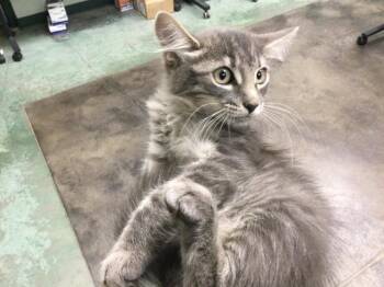 Rescue Domestic Medium Hair Cats for Adoption in Thousand Palms, California - CLOVER | PetCurious