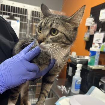 Tandoori -  Domestic Short Hair Cat for Adoption in Salt Lake City, Utah - Tandoori | PetCurious