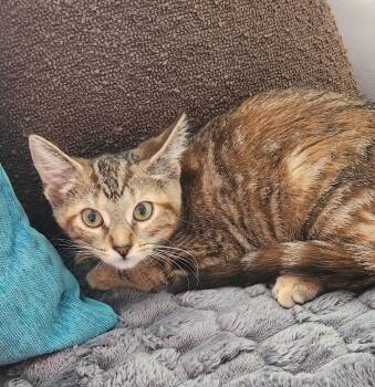 Maddie -  Torbie and Domestic Short Hair Cat for Adoption in Lombard, Illinois - Maddie | PetCurious