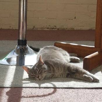 Domestic Short Hair Cats Available for Adoption in Chicago, Illinois - Ash | PetCurious