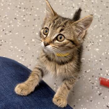 Nugs -  Domestic Short Hair Cat for Adoption in Bryan, Ohio - Nugs | PetCurious