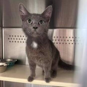 Seahorse -  Domestic Medium Hair Cat for Adoption in Norman, Oklahoma - Seahorse | PetCurious