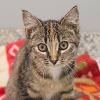 Reba -  Domestic Short Hair Cat for Adoption in Verona, Wisconsin - Reba | PetCurious