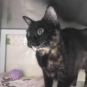 Smores -  Domestic Short Hair Cat for Adoption in Port Townsend, Washington - Smores | PetCurious