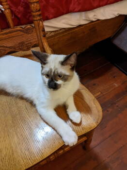 Rescue Snowshoe and Siamese Cats for Adoption in Columbus, Minnesota - Lorrenzo | PetCurious