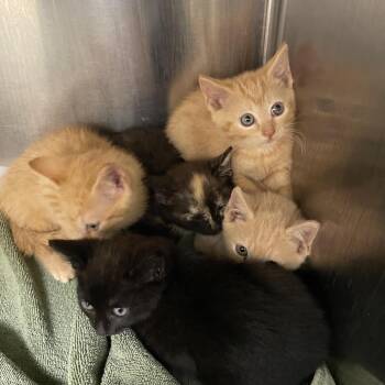 Vaghar (lavender collar) -  Domestic Short Hair Cat for Adoption in Winston-salem, North Carolina - Vaghar (lavender Collar) | PetCurious
