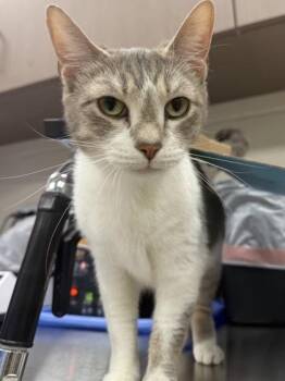 Domestic Short Hair Cats Available for Adoption in Fishers, Indiana - Jaina | PetCurious