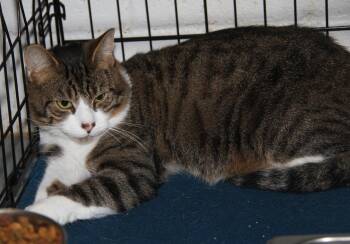 Rescue Tabby and Domestic Short Hair Cats for Adoption in Marietta, Ohio - Foxy (Neutered) | PetCurious