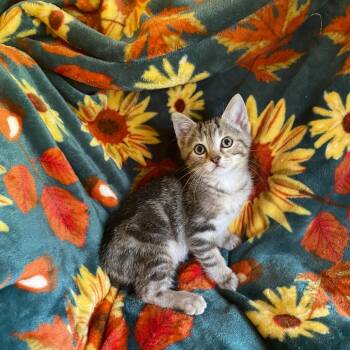 Rescue Domestic Short Hair Cats for Adoption in Greenwood, Missouri - Arlo | PetCurious