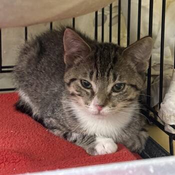 Carousel -  Domestic Medium Hair Cat for Adoption in Monroe, Michigan - Carousel | PetCurious