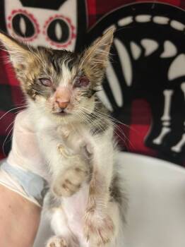 Rescue Domestic Short Hair Cats for Adoption in Riverside, California - TWIG | PetCurious