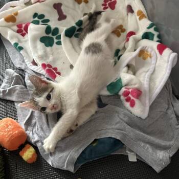 Domestic Short Hair Cats Available for Adoption in Austin, Texas - Ocho 3 | PetCurious